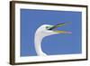 Great Egret (Casmerodius albus) adult, breeding plumage, close-up of head, with beak open-Kevin Elsby-Framed Photographic Print