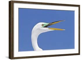 Great Egret (Casmerodius albus) adult, breeding plumage, close-up of head, with beak open-Kevin Elsby-Framed Photographic Print