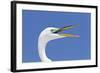 Great Egret (Casmerodius albus) adult, breeding plumage, close-up of head, with beak open-Kevin Elsby-Framed Photographic Print