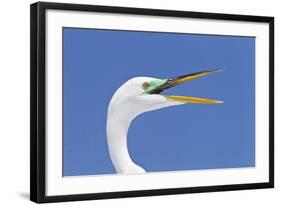 Great Egret (Casmerodius albus) adult, breeding plumage, close-up of head, with beak open-Kevin Elsby-Framed Photographic Print