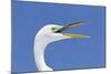 Great Egret (Casmerodius albus) adult, breeding plumage, close-up of head, with beak open-Kevin Elsby-Mounted Photographic Print