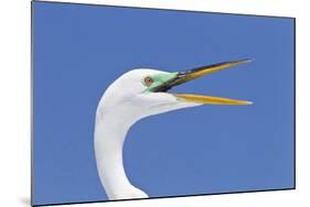 Great Egret (Casmerodius albus) adult, breeding plumage, close-up of head, with beak open-Kevin Elsby-Mounted Photographic Print