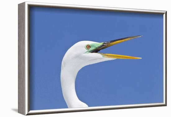 Great Egret (Casmerodius albus) adult, breeding plumage, close-up of head, with beak open-Kevin Elsby-Framed Photographic Print