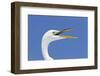 Great Egret (Casmerodius albus) adult, breeding plumage, close-up of head, with beak open-Kevin Elsby-Framed Photographic Print