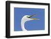 Great Egret (Casmerodius albus) adult, breeding plumage, close-up of head, with beak open-Kevin Elsby-Framed Photographic Print