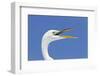 Great Egret (Casmerodius albus) adult, breeding plumage, close-up of head, with beak open-Kevin Elsby-Framed Photographic Print