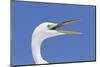 Great Egret (Casmerodius albus) adult, breeding plumage, close-up of head, with beak open-Kevin Elsby-Mounted Photographic Print