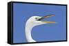 Great Egret (Casmerodius albus) adult, breeding plumage, close-up of head, with beak open-Kevin Elsby-Framed Stretched Canvas