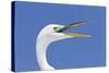 Great Egret (Casmerodius albus) adult, breeding plumage, close-up of head, with beak open-Kevin Elsby-Stretched Canvas