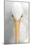 Great Egret (Casmerodius albus) adult, close-up of head, Florida, USA-Edward Myles-Mounted Photographic Print