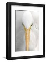 Great Egret (Casmerodius albus) adult, close-up of head, Florida, USA-Edward Myles-Framed Photographic Print