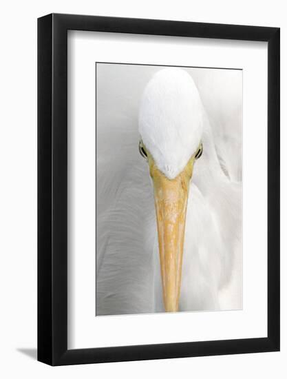 Great Egret (Casmerodius albus) adult, close-up of head, Florida, USA-Edward Myles-Framed Photographic Print