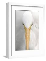 Great Egret (Casmerodius albus) adult, close-up of head, Florida, USA-Edward Myles-Framed Photographic Print