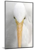 Great Egret (Casmerodius albus) adult, close-up of head, Florida, USA-Edward Myles-Mounted Photographic Print