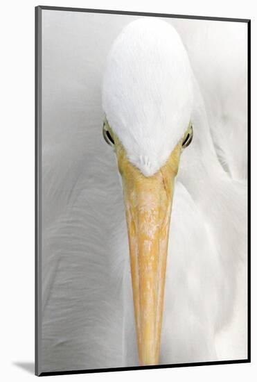 Great Egret (Casmerodius albus) adult, close-up of head, Florida, USA-Edward Myles-Mounted Photographic Print