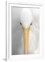 Great Egret (Casmerodius albus) adult, close-up of head, Florida, USA-Edward Myles-Framed Photographic Print