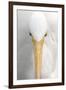 Great Egret (Casmerodius albus) adult, close-up of head, Florida, USA-Edward Myles-Framed Photographic Print