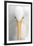 Great Egret (Casmerodius albus) adult, close-up of head, Florida, USA-Edward Myles-Framed Photographic Print