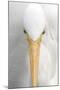 Great Egret (Casmerodius albus) adult, close-up of head, Florida, USA-Edward Myles-Mounted Photographic Print