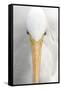 Great Egret (Casmerodius albus) adult, close-up of head, Florida, USA-Edward Myles-Framed Stretched Canvas