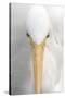 Great Egret (Casmerodius albus) adult, close-up of head, Florida, USA-Edward Myles-Stretched Canvas