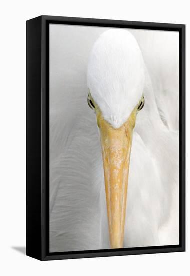 Great Egret (Casmerodius albus) adult, close-up of head, Florida, USA-Edward Myles-Framed Stretched Canvas