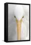 Great Egret (Casmerodius albus) adult, close-up of head, Florida, USA-Edward Myles-Framed Stretched Canvas