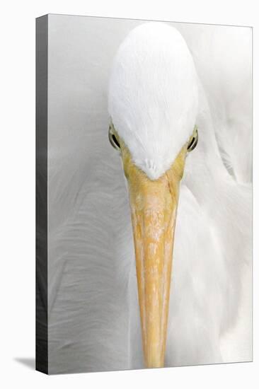 Great Egret (Casmerodius albus) adult, close-up of head, Florida, USA-Edward Myles-Stretched Canvas