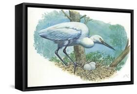 Great Egret Casmerodius Albus or Ardea Alba at Nest with Eggs-null-Framed Stretched Canvas