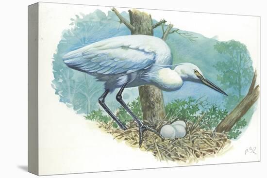 Great Egret Casmerodius Albus or Ardea Alba at Nest with Eggs-null-Stretched Canvas