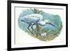 Great Egret Casmerodius Albus or Ardea Alba at Nest with Eggs-null-Framed Giclee Print