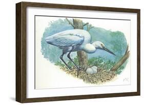 Great Egret Casmerodius Albus or Ardea Alba at Nest with Eggs-null-Framed Giclee Print