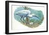 Great Egret Casmerodius Albus or Ardea Alba at Nest with Eggs-null-Framed Giclee Print