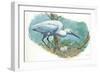 Great Egret Casmerodius Albus or Ardea Alba at Nest with Eggs-null-Framed Giclee Print