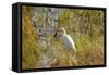 Great Egret Catching Frog-Michele Westmorland-Framed Stretched Canvas