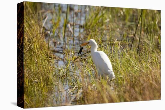 Great Egret Catching Frog-Michele Westmorland-Stretched Canvas