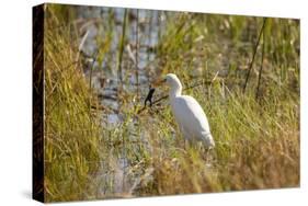 Great Egret Catching Frog-Michele Westmorland-Stretched Canvas