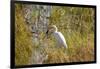 Great Egret Catching Frog-Michele Westmorland-Framed Premium Photographic Print