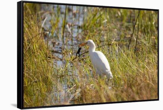 Great Egret Catching Frog-Michele Westmorland-Framed Stretched Canvas