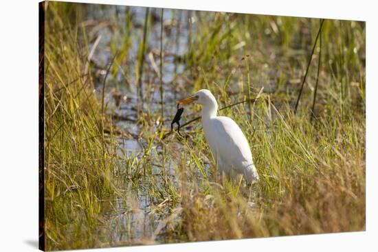 Great Egret Catching Frog-Michele Westmorland-Stretched Canvas