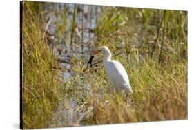 Great Egret Catching Frog-Michele Westmorland-Stretched Canvas