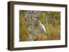 Great Egret Catching Frog-Michele Westmorland-Framed Photographic Print