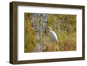 Great Egret Catching Frog-Michele Westmorland-Framed Photographic Print