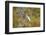 Great Egret Catching Frog-Michele Westmorland-Framed Photographic Print