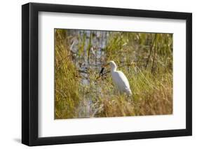 Great Egret Catching Frog-Michele Westmorland-Framed Photographic Print