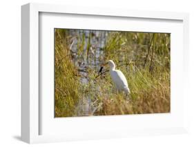 Great Egret Catching Frog-Michele Westmorland-Framed Photographic Print