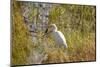 Great Egret Catching Frog-Michele Westmorland-Mounted Photographic Print