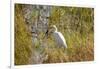 Great Egret Catching Frog-Michele Westmorland-Framed Photographic Print