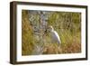 Great Egret Catching Frog-Michele Westmorland-Framed Photographic Print