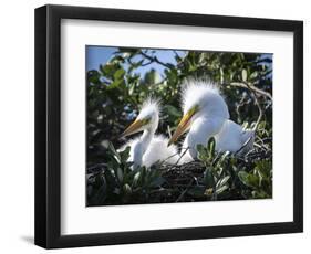 Great egret chicks, Florida, USA.-Maresa Pryor-Framed Photographic Print